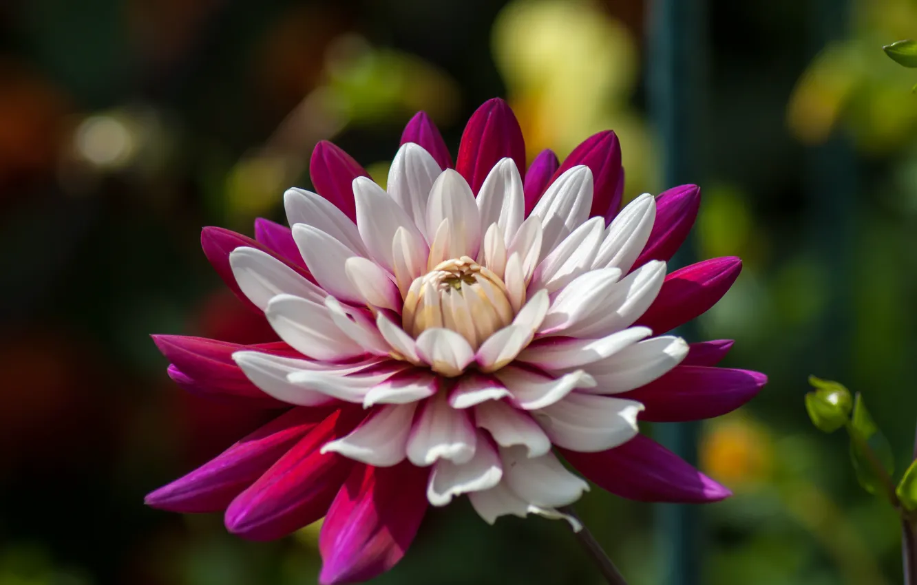 Photo wallpaper flowers, petals, dahlias