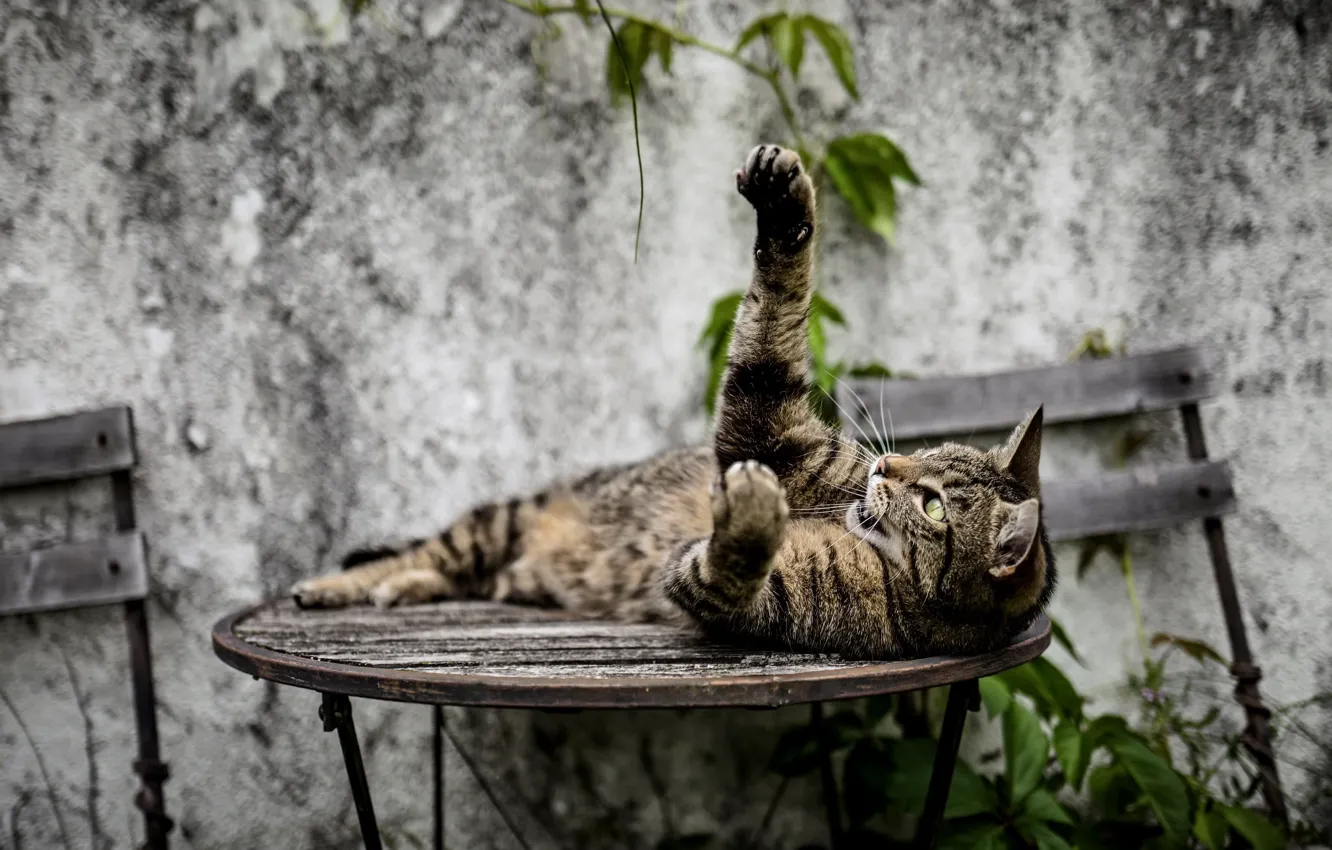 Photo wallpaper cat, table, beast