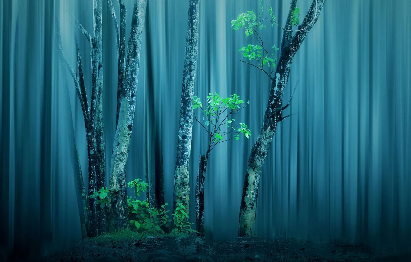 Photo wallpaper forest, trees, treatment