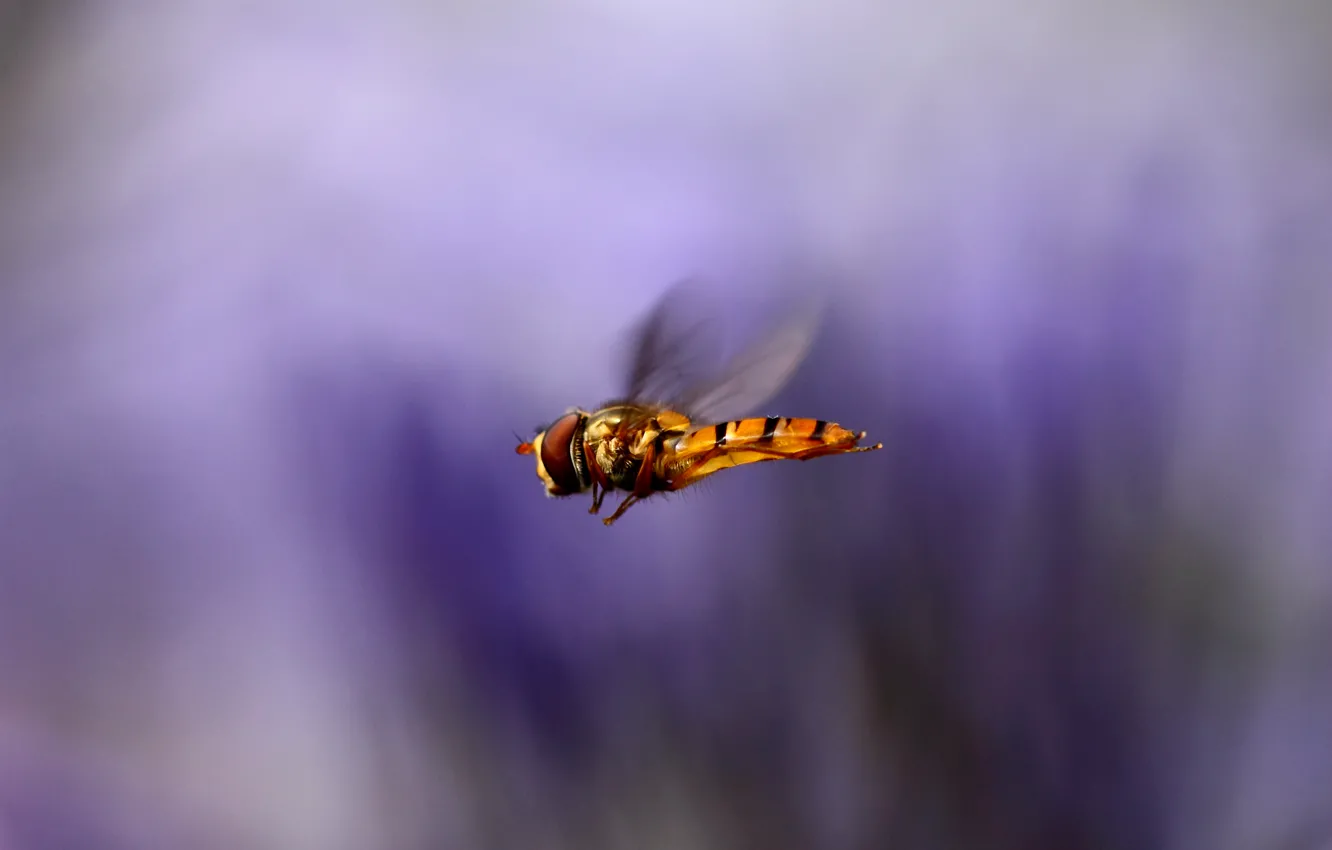 Photo wallpaper macro, flight, background, lilac, wings, blur, Insect