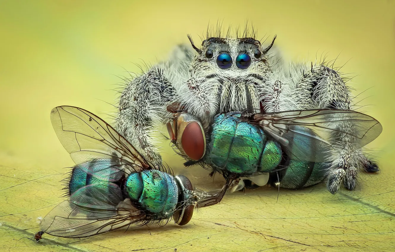 Photo wallpaper look, macro, green, fly, background, spider, insect, mining