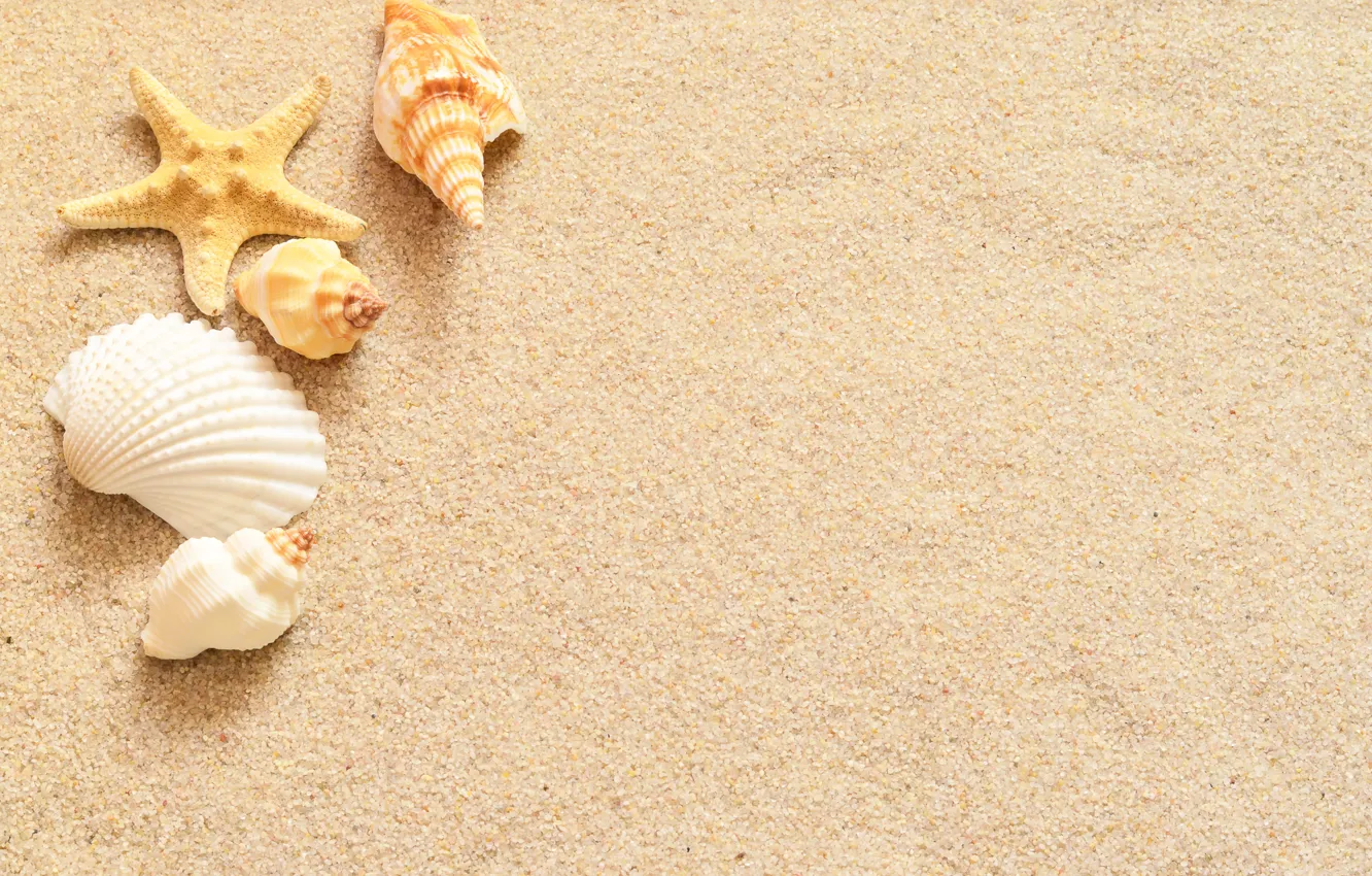 Photo wallpaper sand, star, shell, sand, starfish, seashells