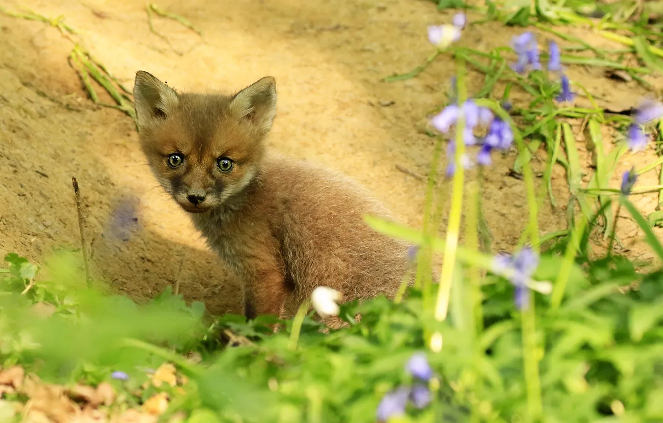 Photo wallpaper look, flowers, nature, baby, Fox, sitting, Fox