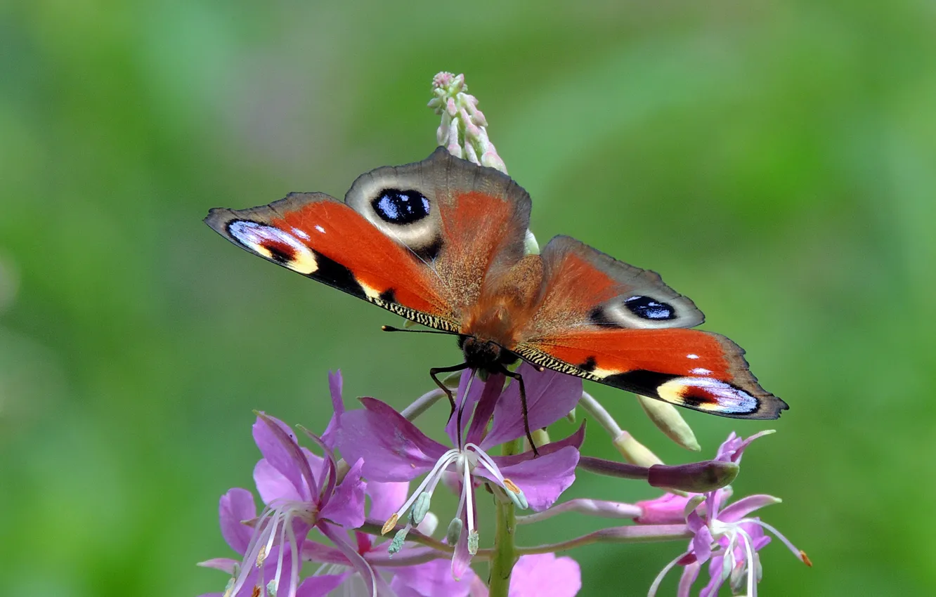 Photo wallpaper flower, insects, nature, butterfly