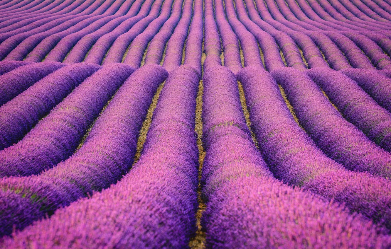 Photo wallpaper field, flowers, nature, field, the bushes, lavender