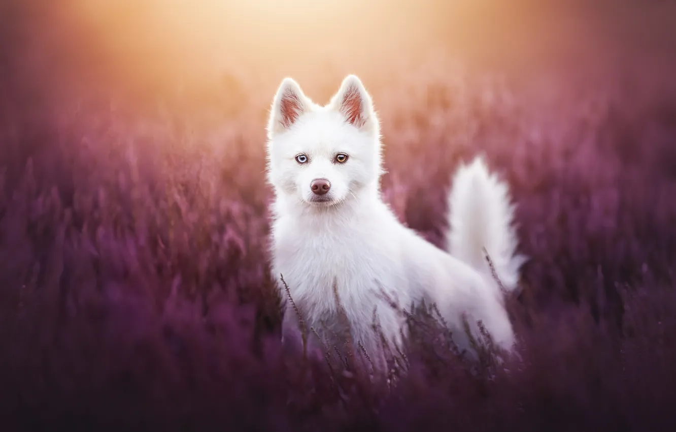Photo wallpaper dog, blur, puppy, Samoyed, Heather