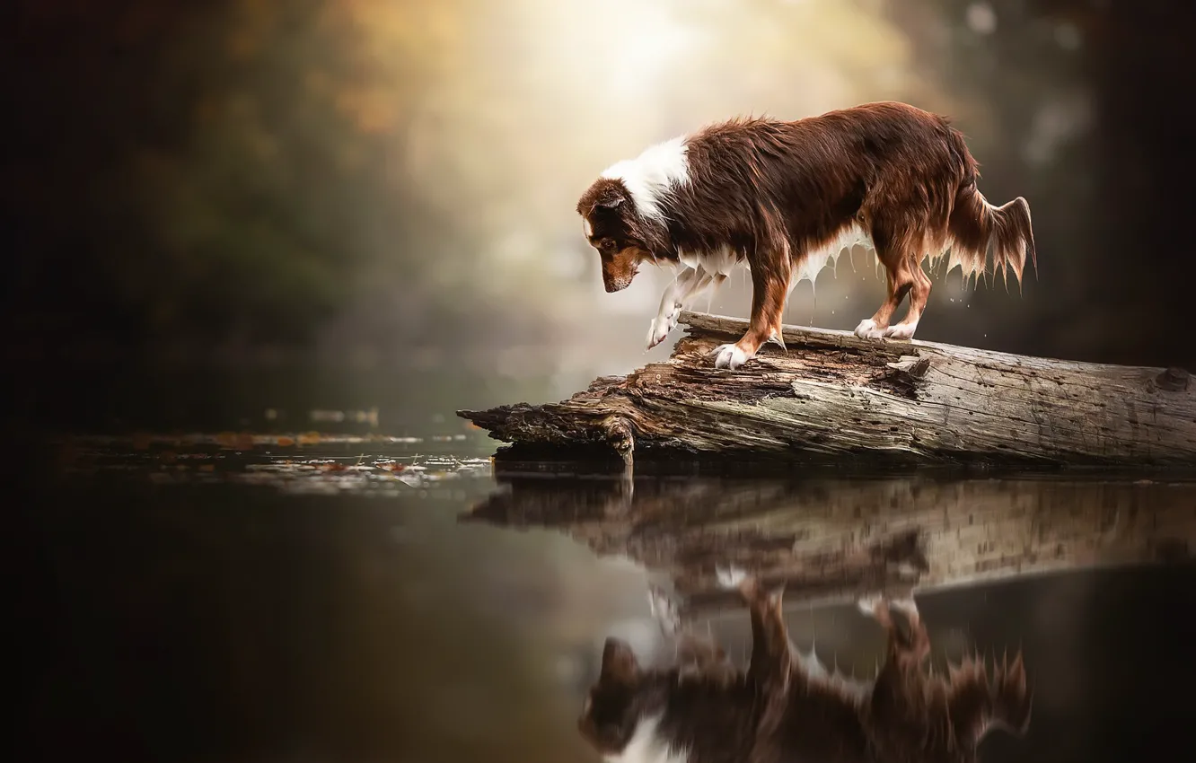 Photo wallpaper lake, each, dog