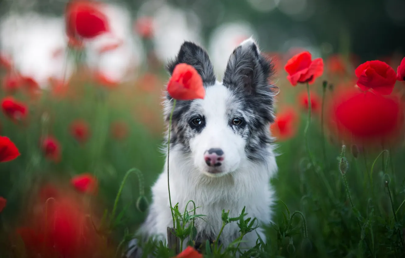 Photo wallpaper field, white, grass, look, face, flowers, red, nature