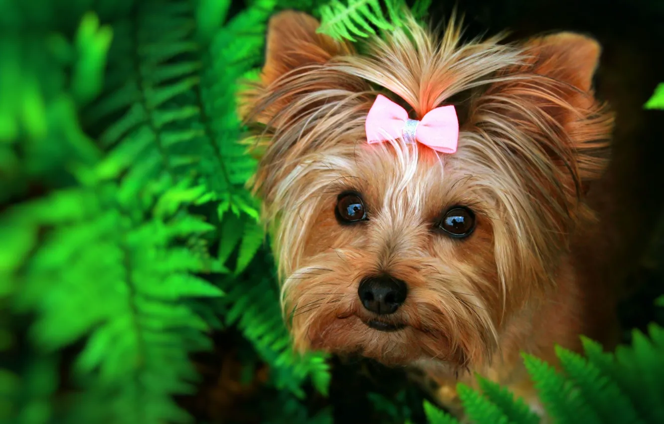 Photo wallpaper greens, look, leaves, nature, dog, face, fern, bow