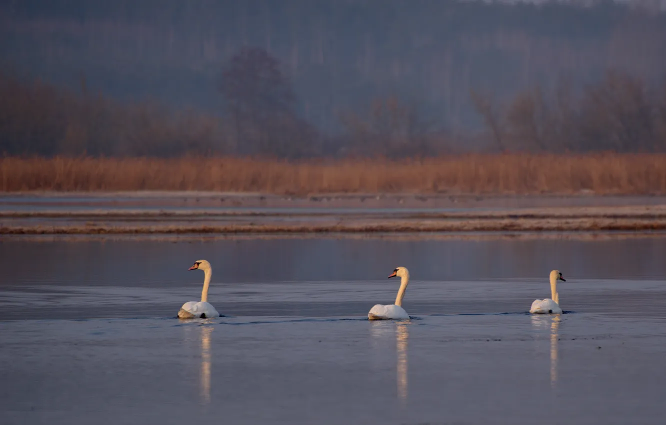 Photo wallpaper river, bird, spring, swans