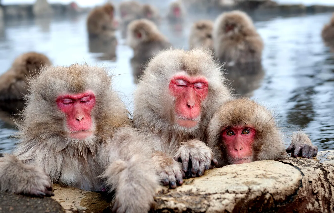 Photo wallpaper pool, wool, monkey, Japanese macaques