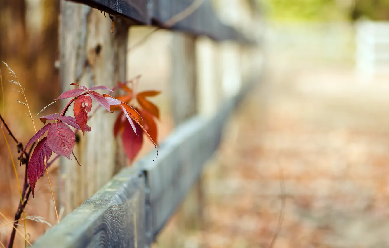 Photo wallpaper leaves, macro, the fence
