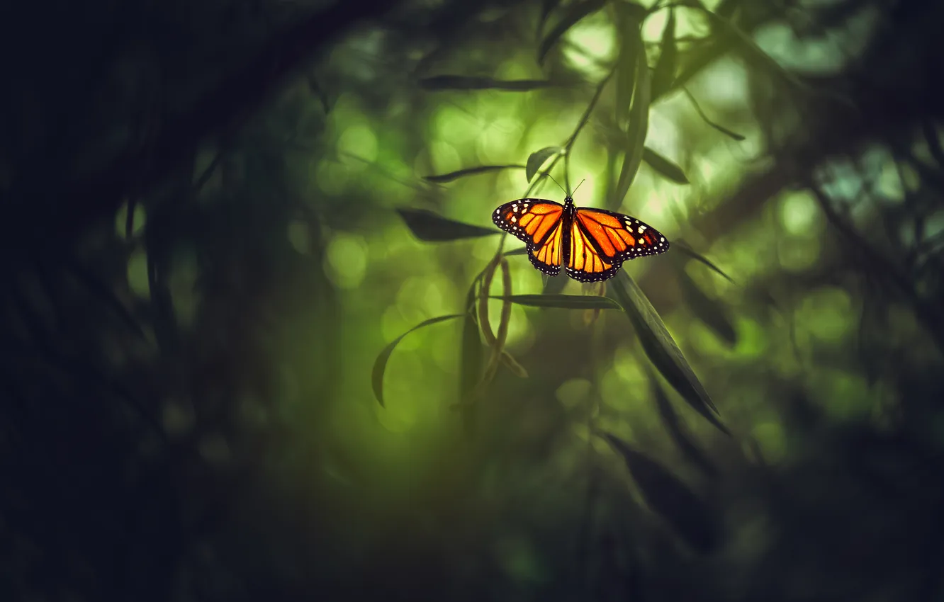 Photo wallpaper leaves, branches, butterfly, wings, bokeh