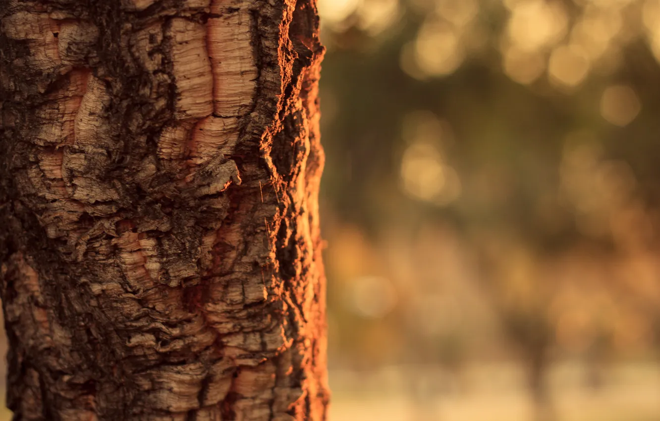 Photo wallpaper trees, nature, bark