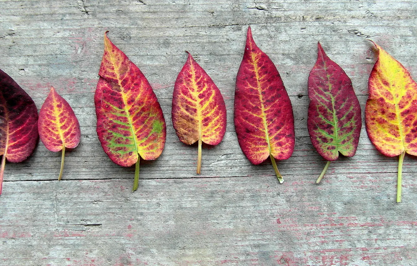 Photo wallpaper leaves, trees, autumn