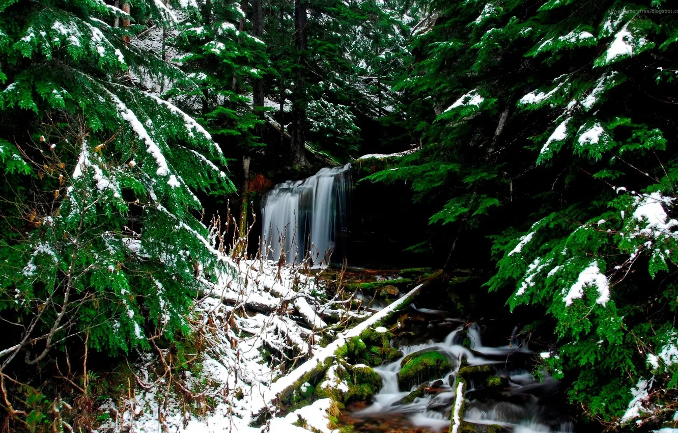 Photo wallpaper winter, forest, snow, waterfall, coniferous
