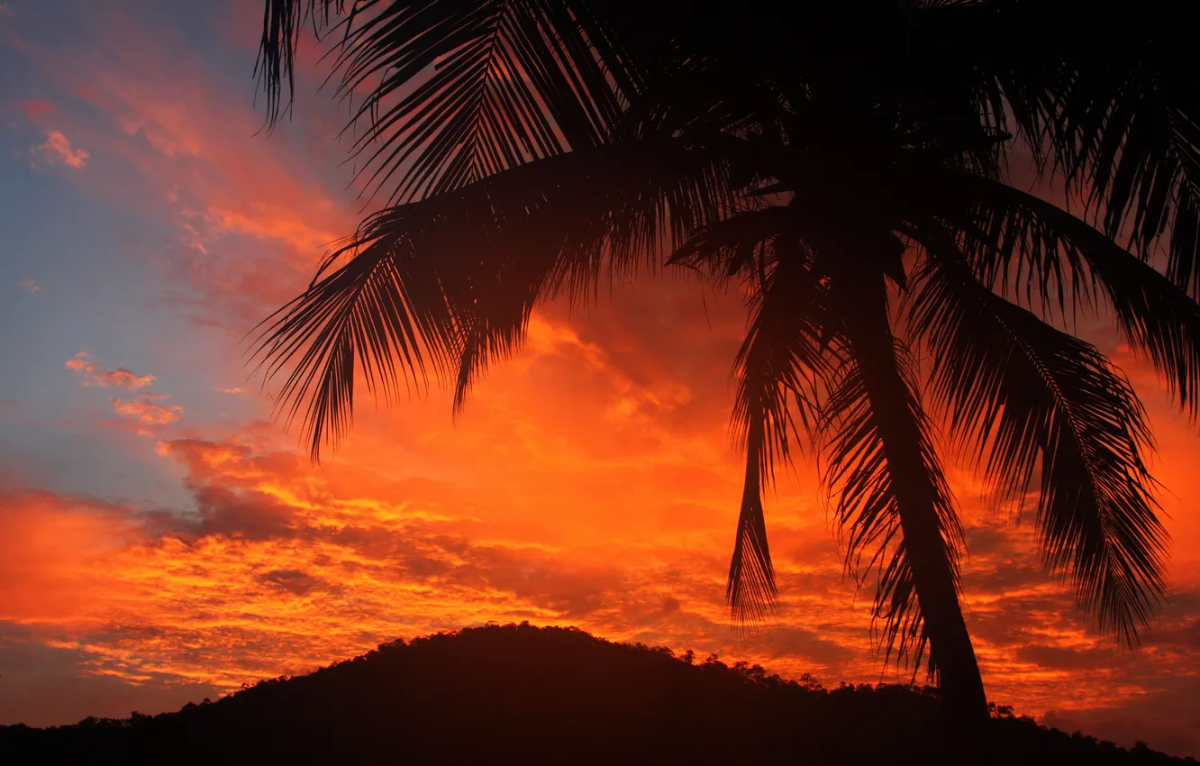 Photo wallpaper the sky, clouds, trees, palm trees, silhouette, glow