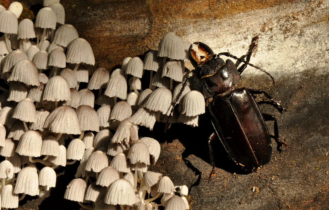 Photo wallpaper wood, Beetle, Fungus