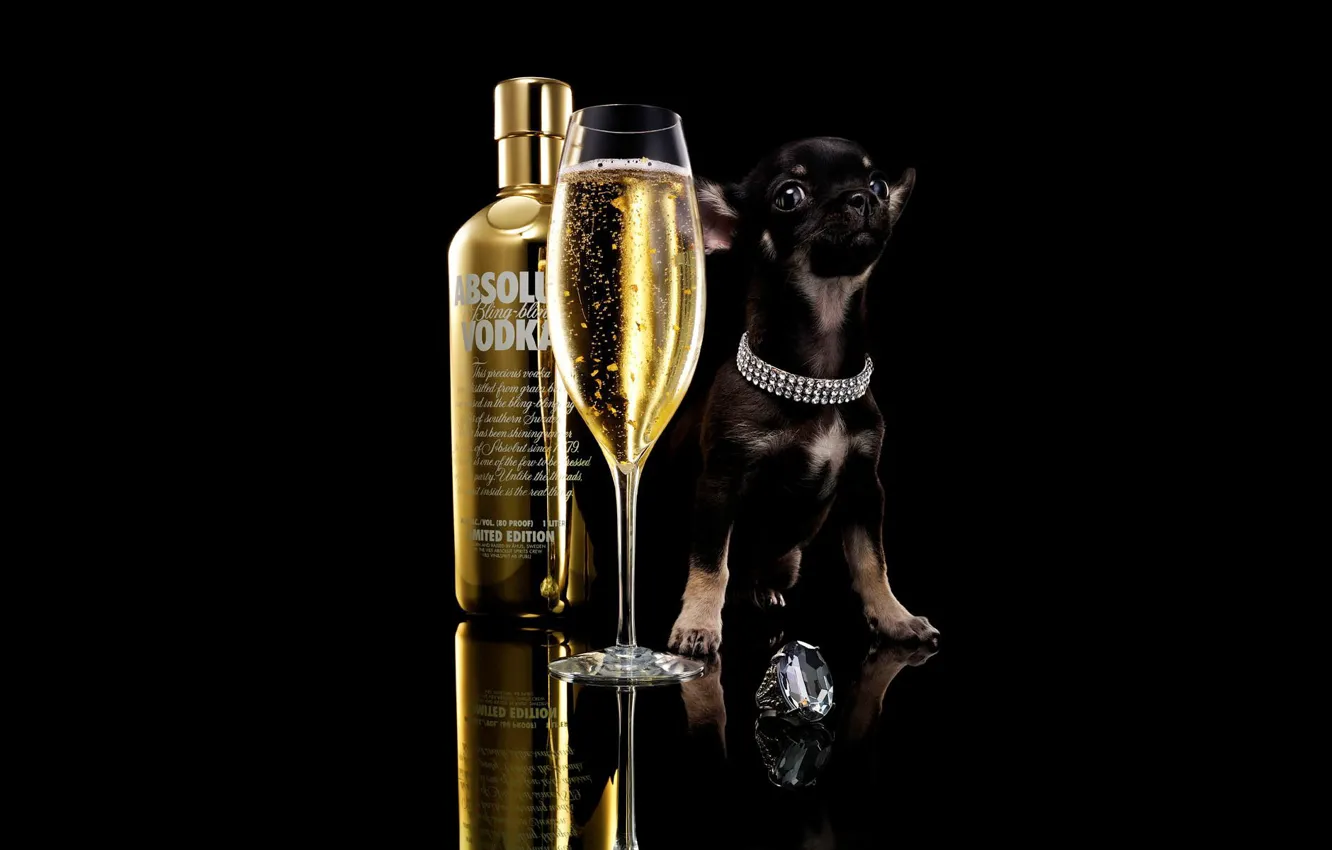 Photo wallpaper glass, drink, black background, ring, black background, little dog, signet, absolut