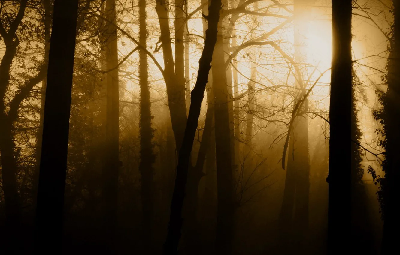 Photo wallpaper trees, fog, the darkness, Sepia