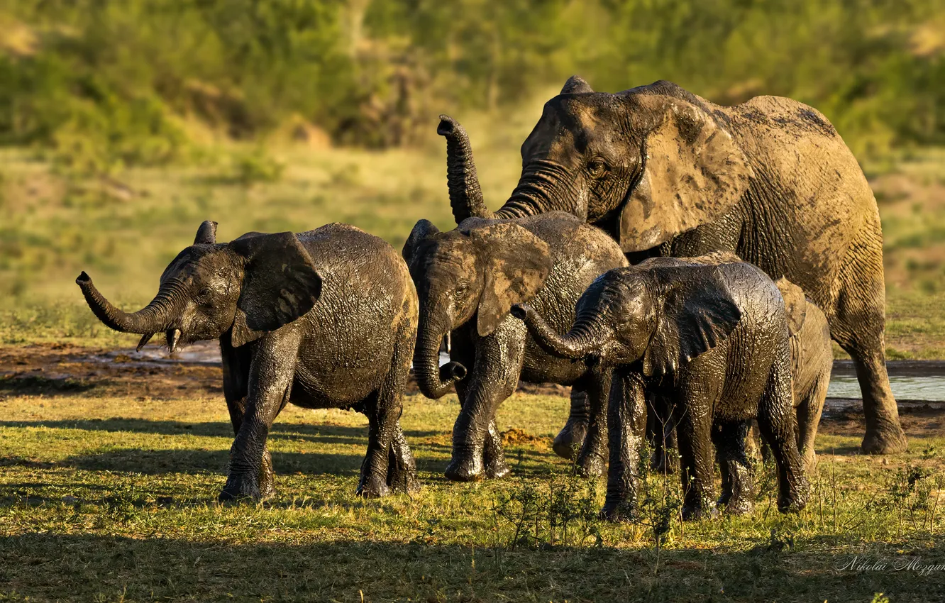Photo wallpaper elephants, mud, stove