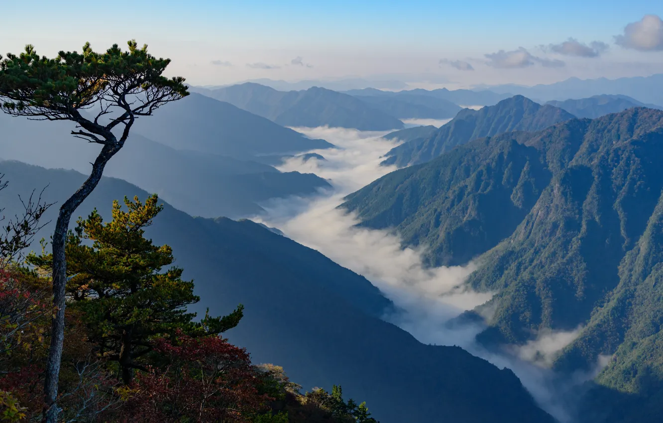 Photo wallpaper trees, mountains, nature, fog, Japan, valley