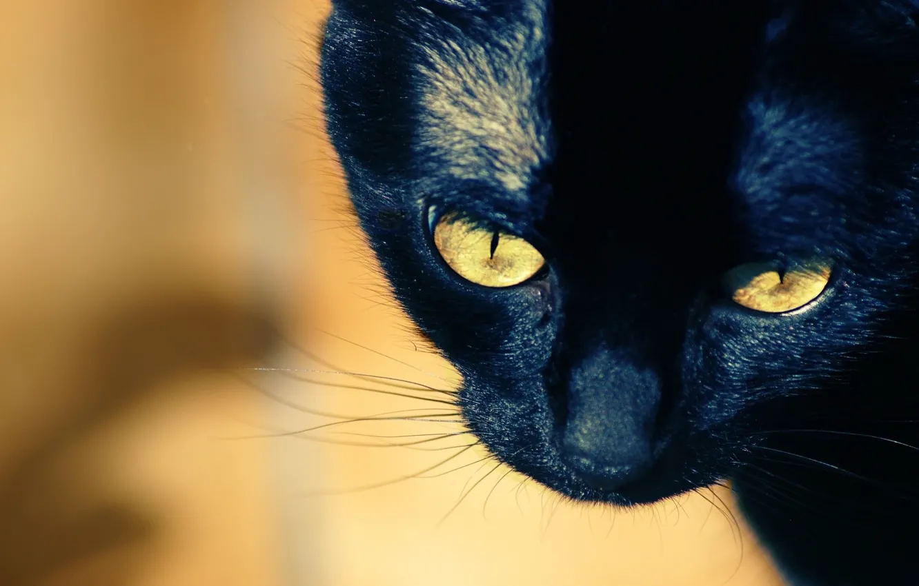 Photo wallpaper mustache, close-up, muzzle, yellow eyes, black cat