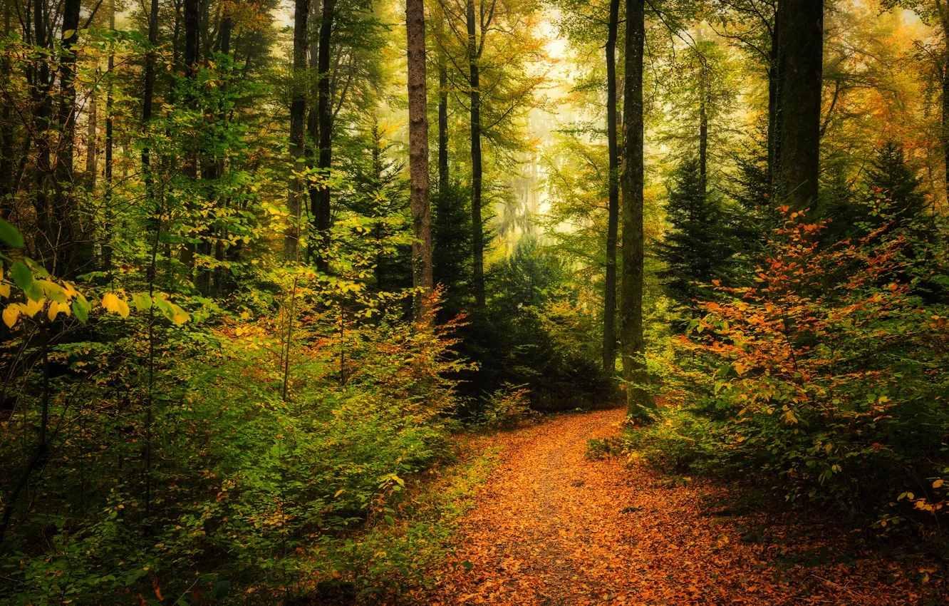 Photo wallpaper autumn, forest, leaves, trees, path