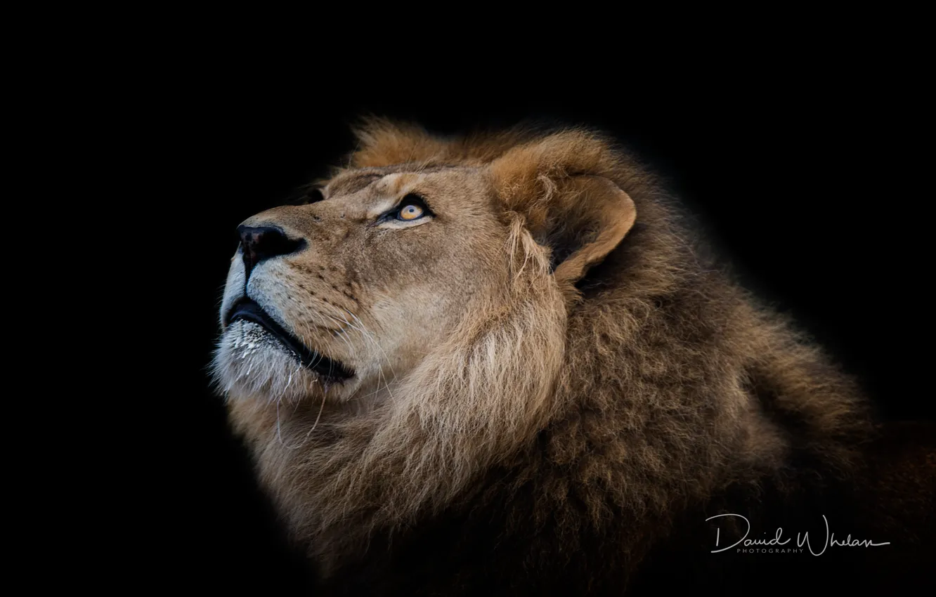 Photo wallpaper background, Leo, beast