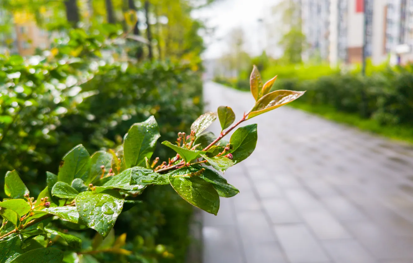 Photo wallpaper leaves, drops, branches, plant, Russia, path, bokeh, Artem
