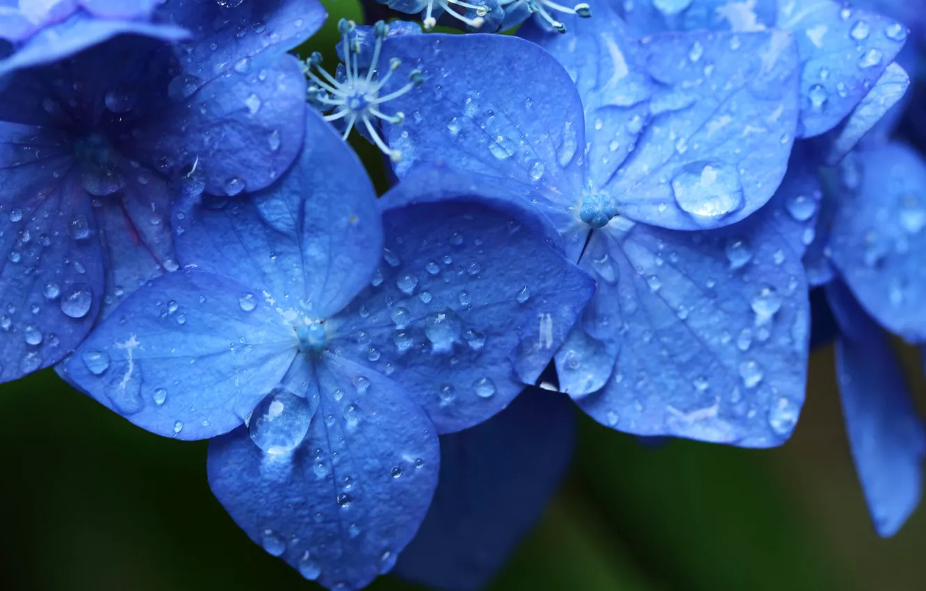 Photo wallpaper drops, macro, blue, hydrangea