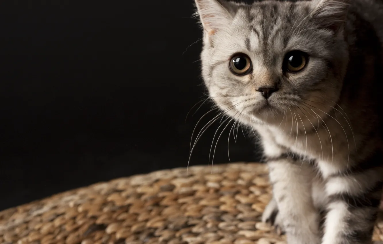 Photo wallpaper mustache, kitty, striped, British, small