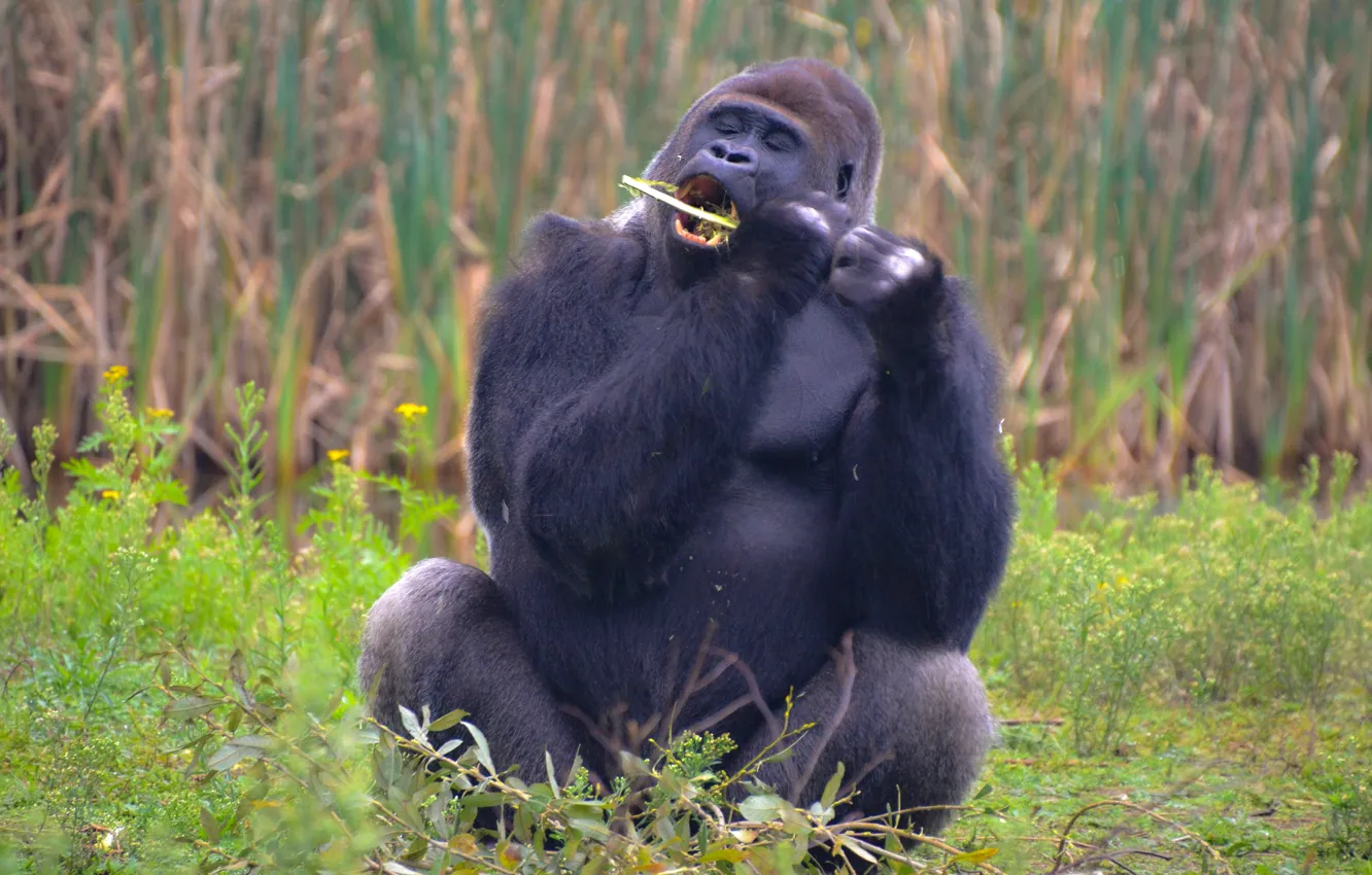 Photo wallpaper field, grass, face, leaves, nature, pose, black, paws