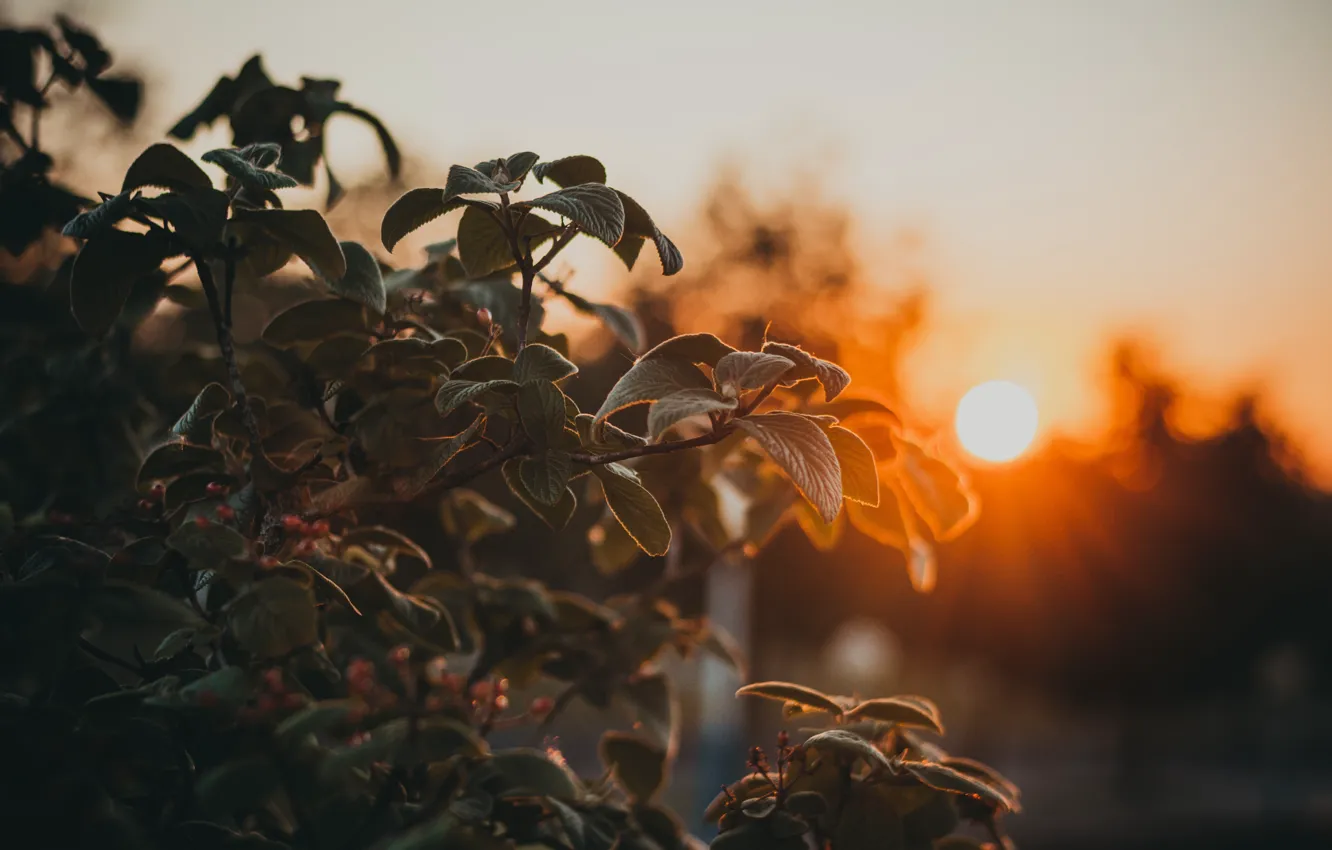 Photo wallpaper the sun, sunset, nature, sunrise, dawn, green, plant, the evening