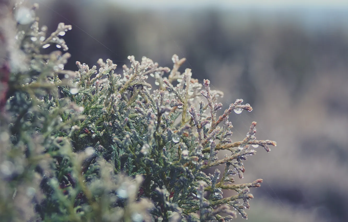 Photo wallpaper water, nature, Rosa, tree, web, krapli