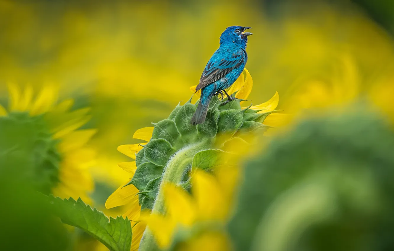 Photo wallpaper sunflowers, flowers, blue, bird, sunflower, bokeh, singing, Indigo sancopy cardinal