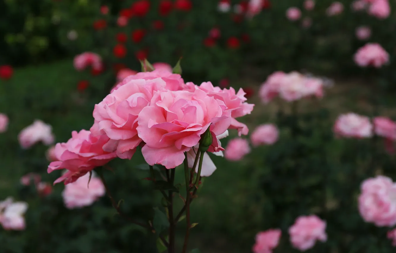 Photo wallpaper flowers, roses, garden, pink, flowerbed, bokeh, rose Bush