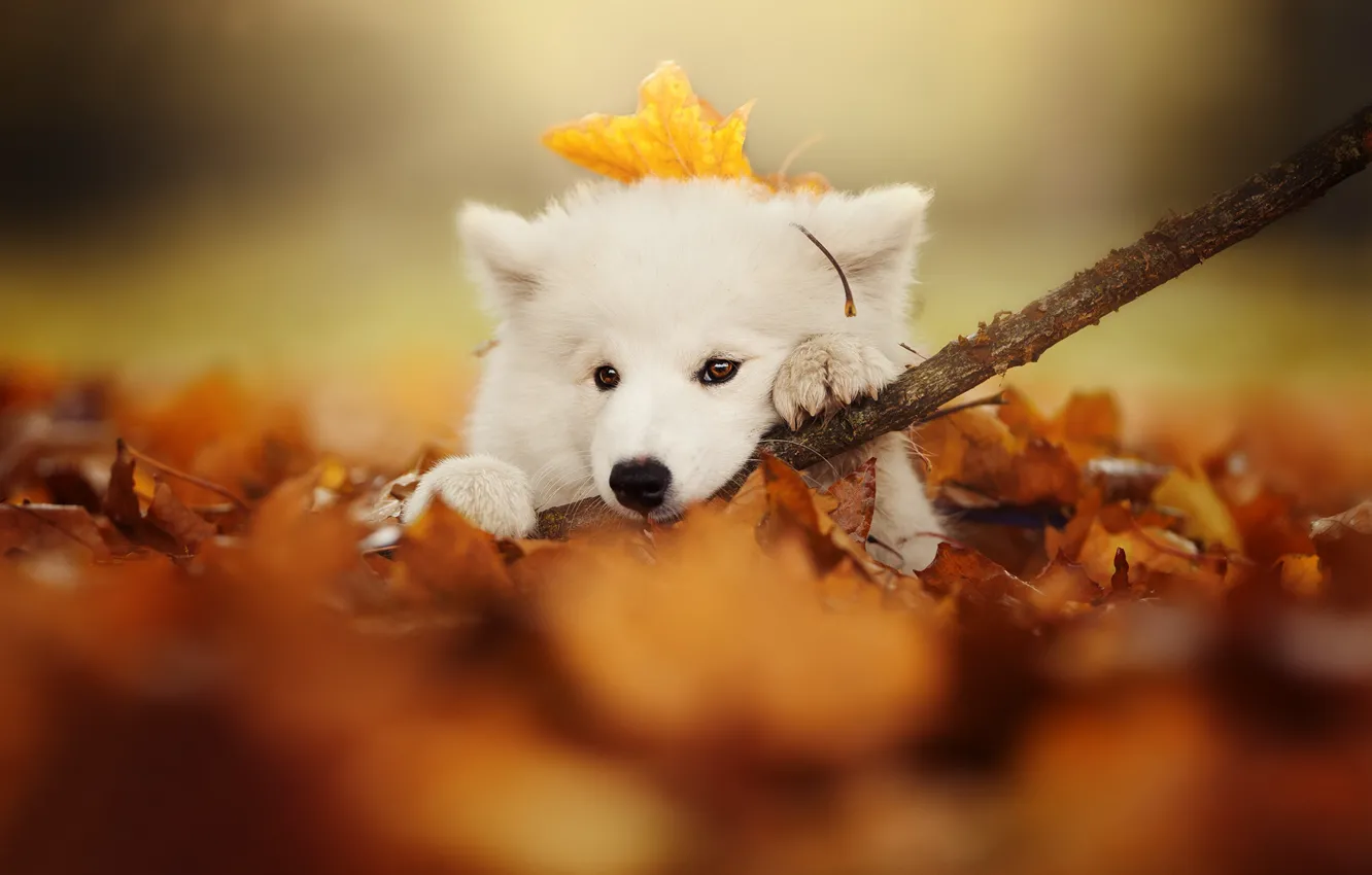 Photo wallpaper autumn, look, leaves, dog, branch, puppy, face, bokeh