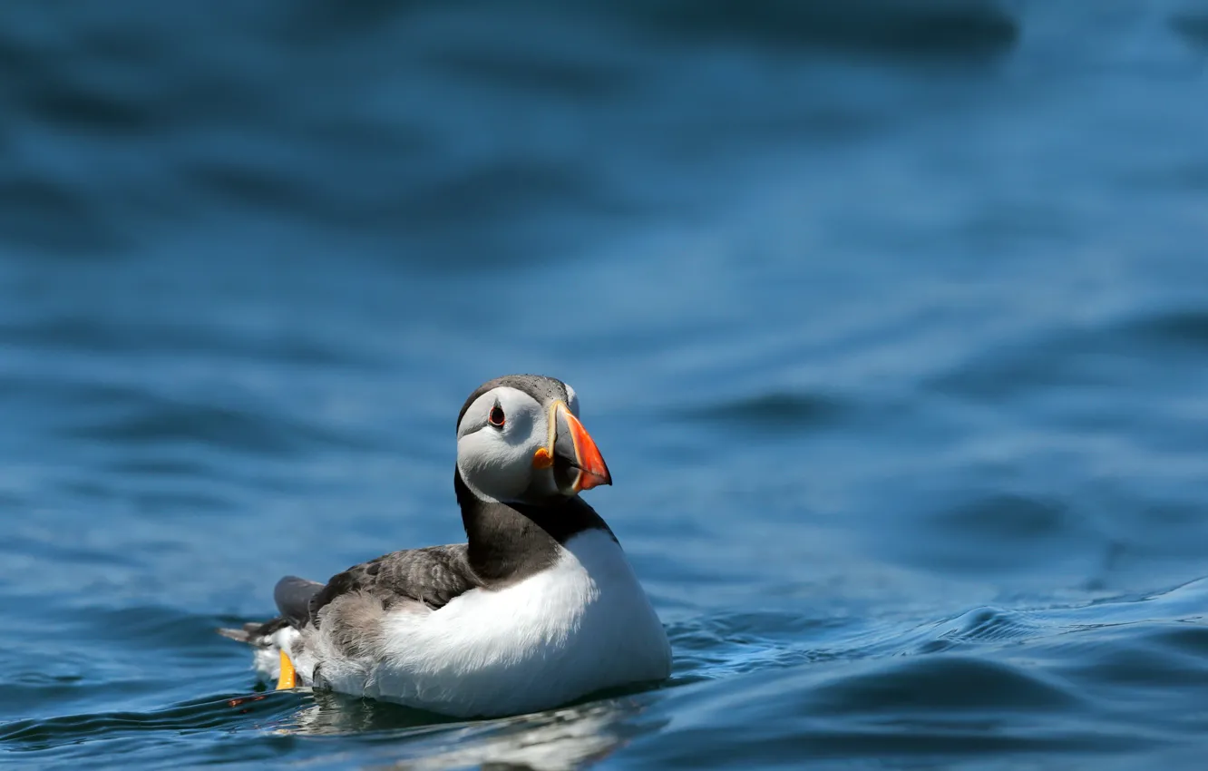 Photo wallpaper nature, bird, Swell Puffin