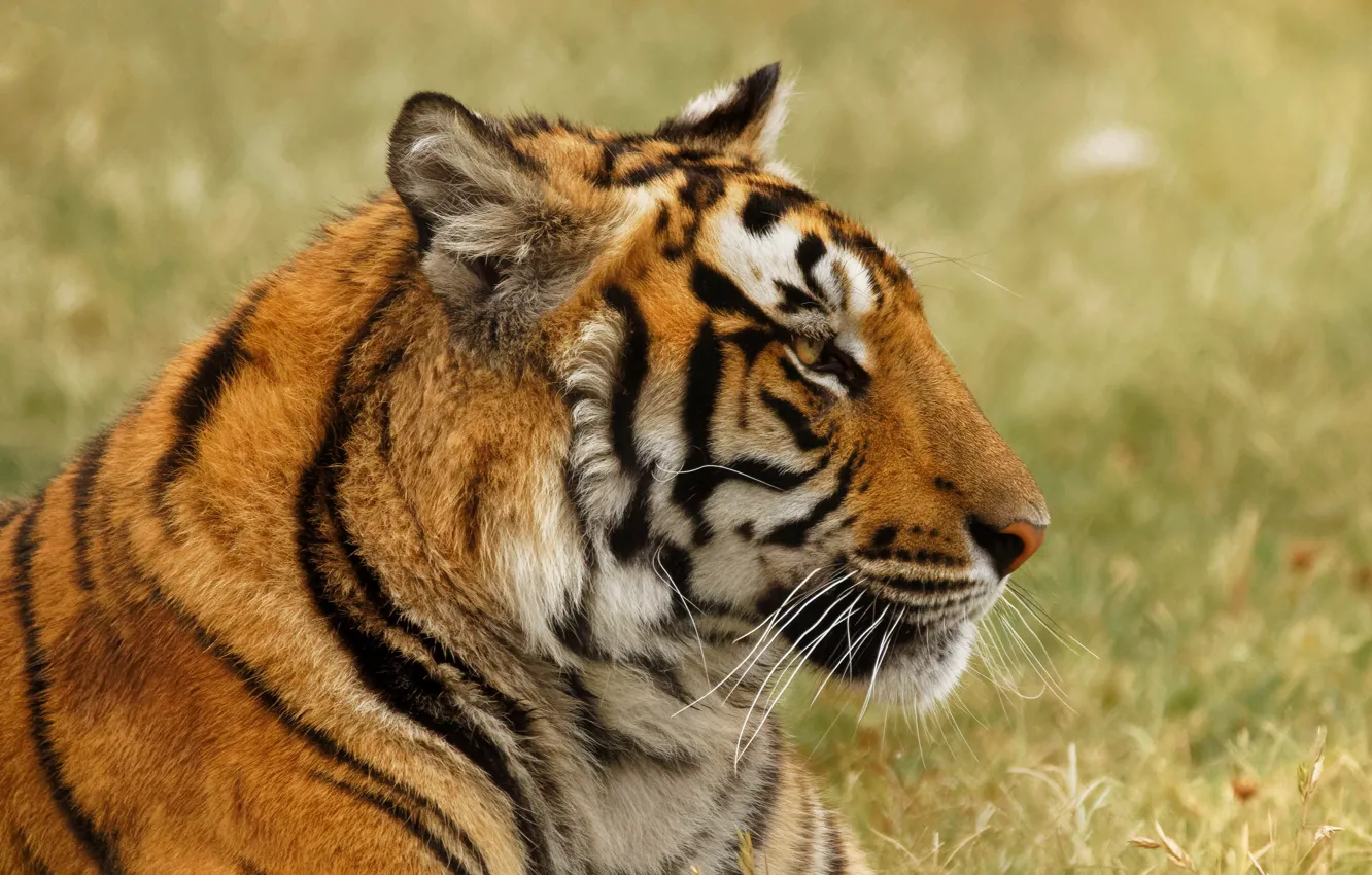 Photo wallpaper look, face, tiger, portrait, profile
