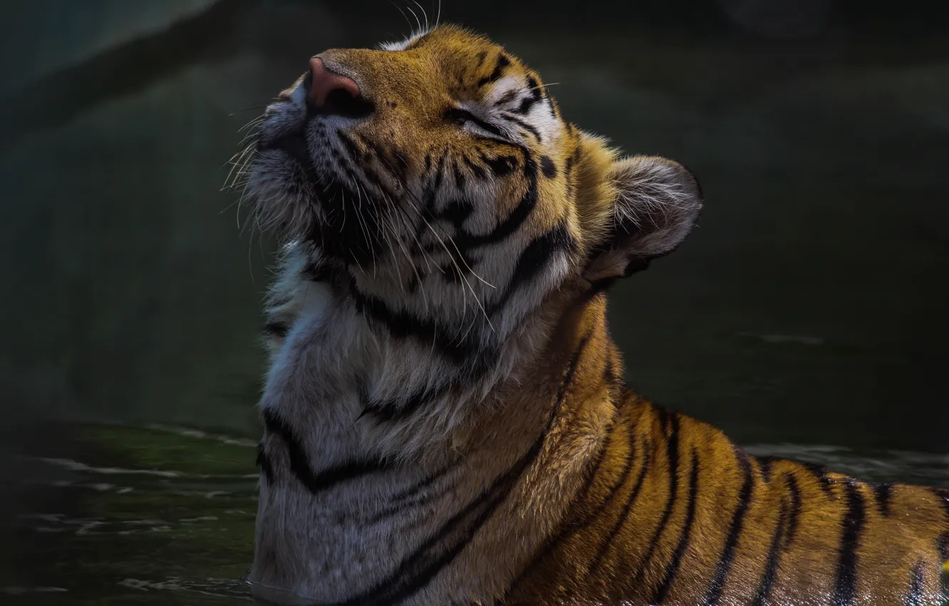 Photo wallpaper water, tiger, predator, Kashchei