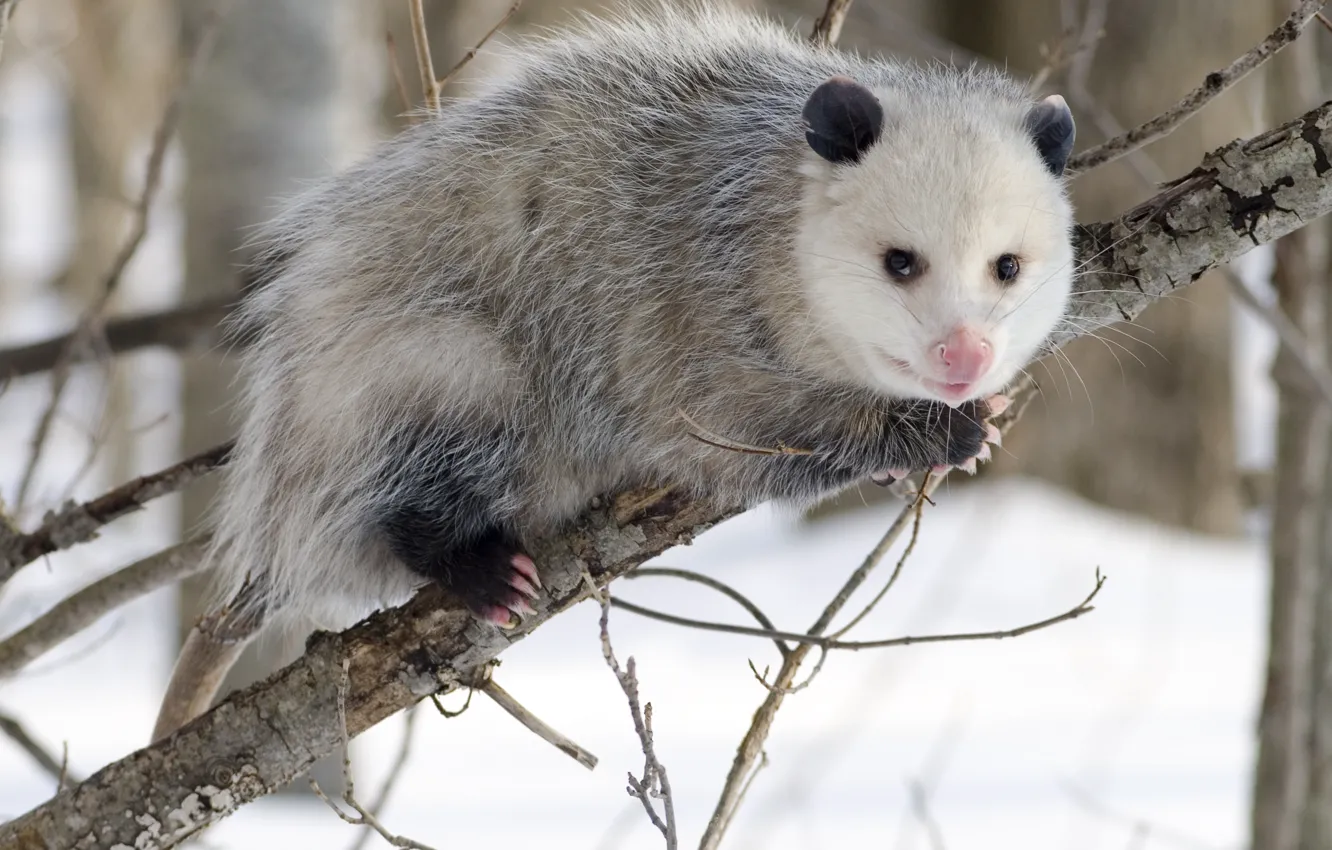 Photo wallpaper branch, Virginia opossum (Didelphis virginiana) in winter attire, location, kindness, welcoming look