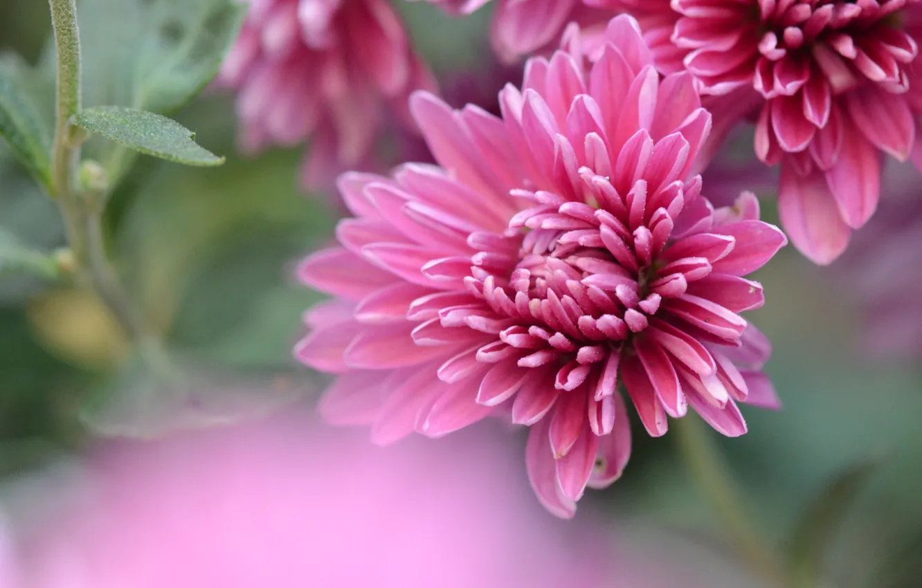Photo wallpaper flowers, background, blur, pink, asters