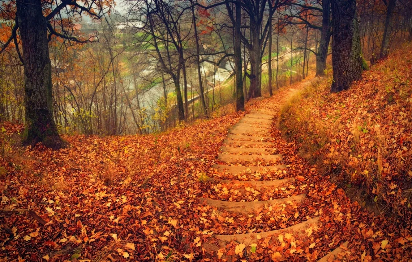 Photo wallpaper road, autumn, forest, leaves, trees, nature, Park, colors