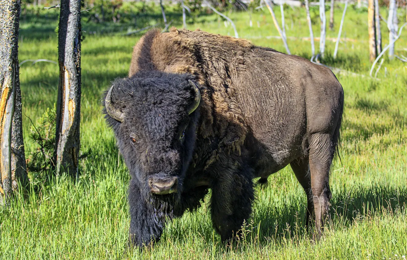 Photo wallpaper nature, Yellowstone national Park, Buffalo