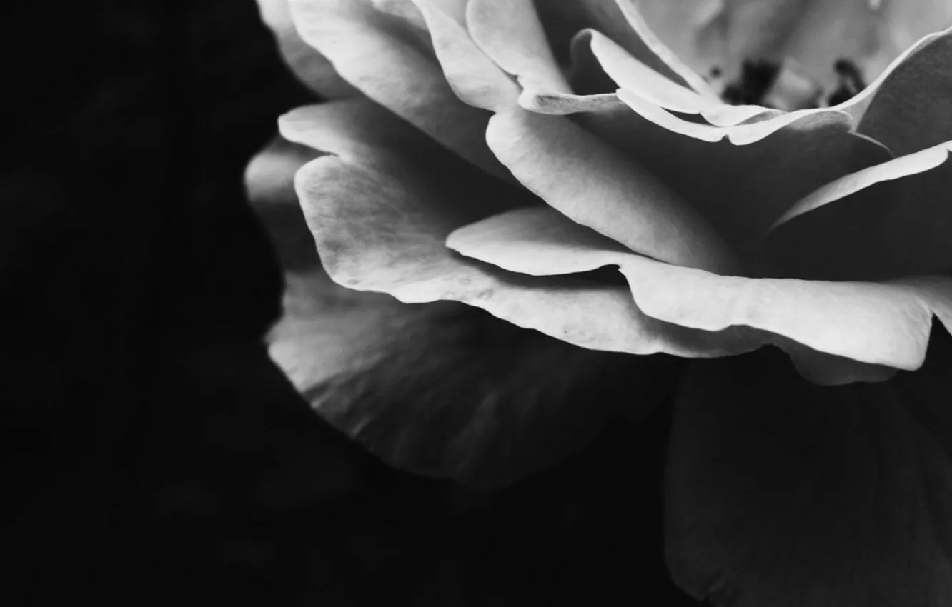 Photo wallpaper flowers, tulips, Black and white, petals, h\b