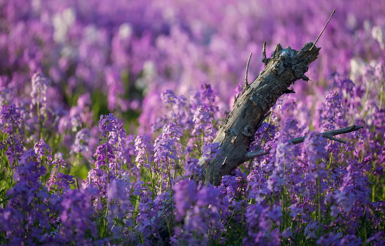 Photo wallpaper summer, flowers, nature