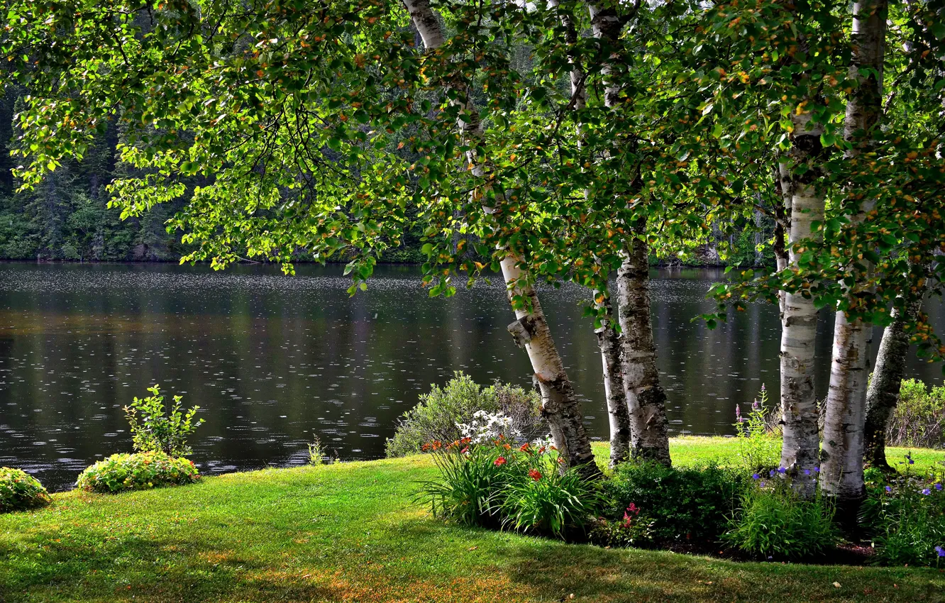 Photo wallpaper greens, forest, summer, trees, flowers, lake, pond, Park