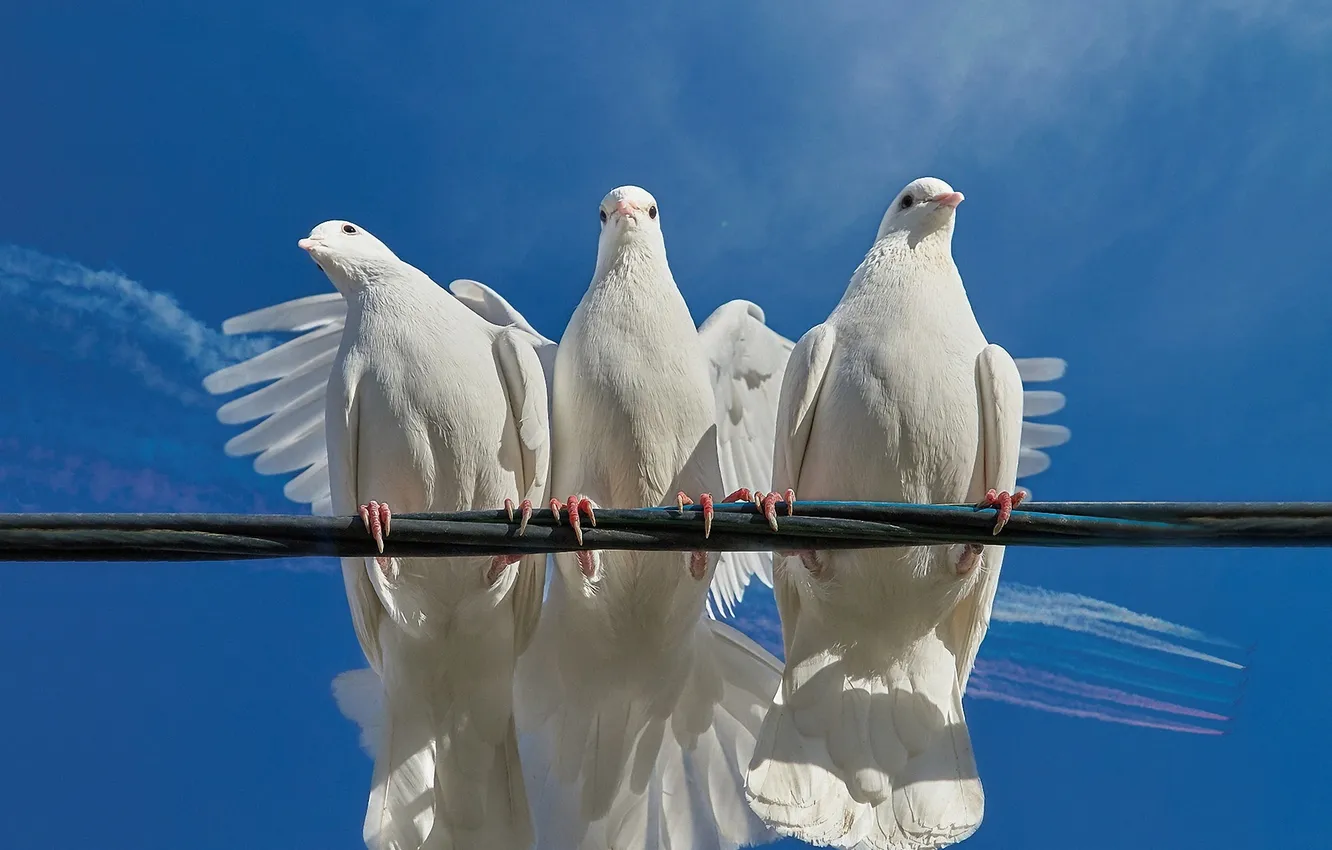 Photo wallpaper birds, pigeons, wire, trio, blue sky