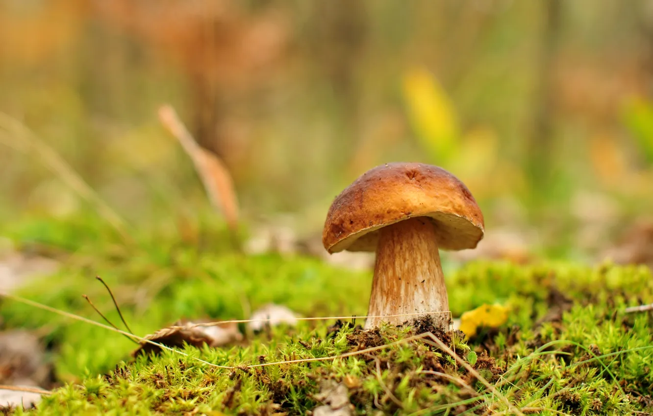 Photo wallpaper greens, mushrooms, Borovik